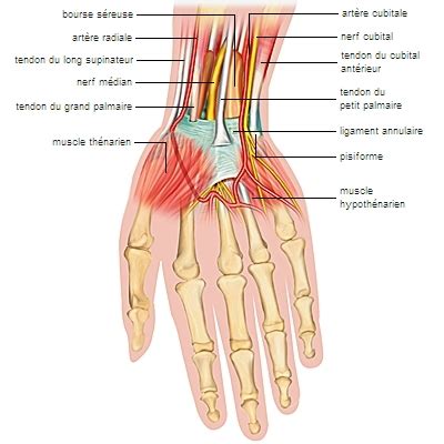 poignet anatomie.